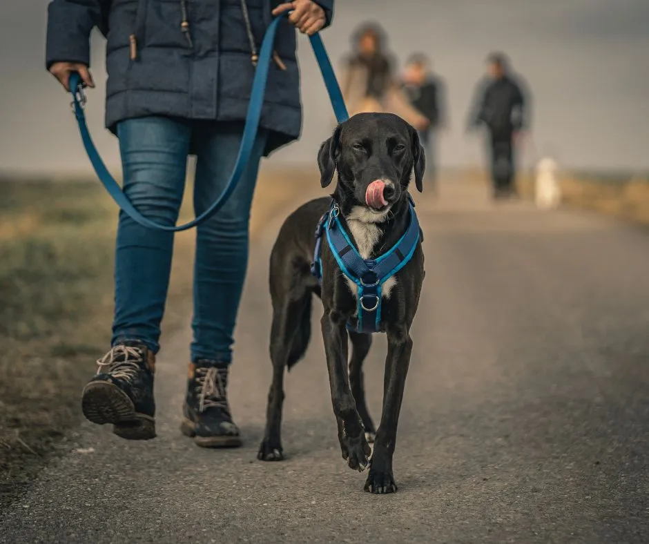 Becoming a Responsible Dog Owner: 5 Essential Tips