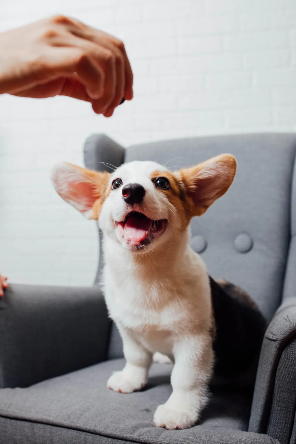 Ensuring Your Dog's Happiness