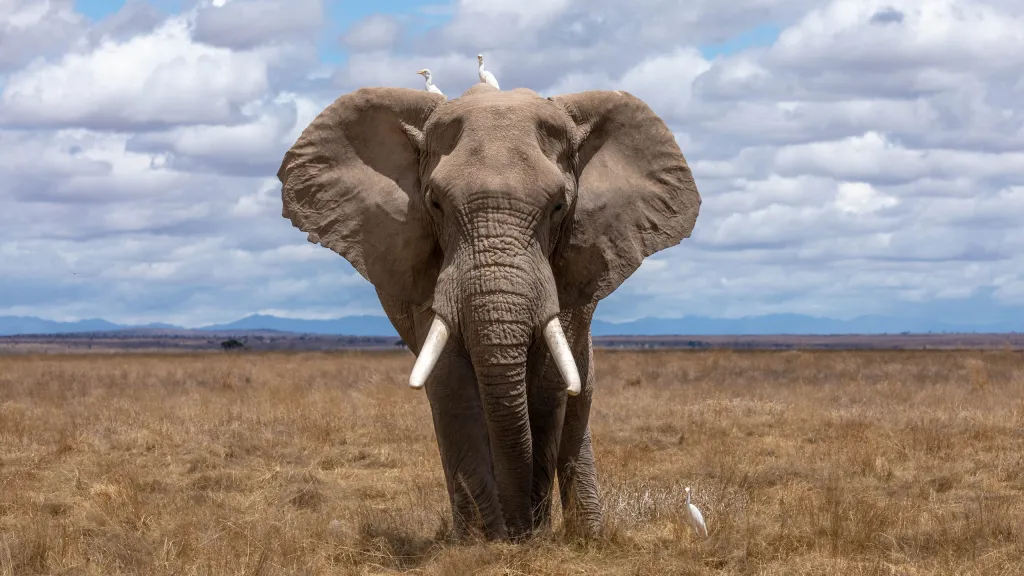 Gratitude for the Resilience of Elephant Skin